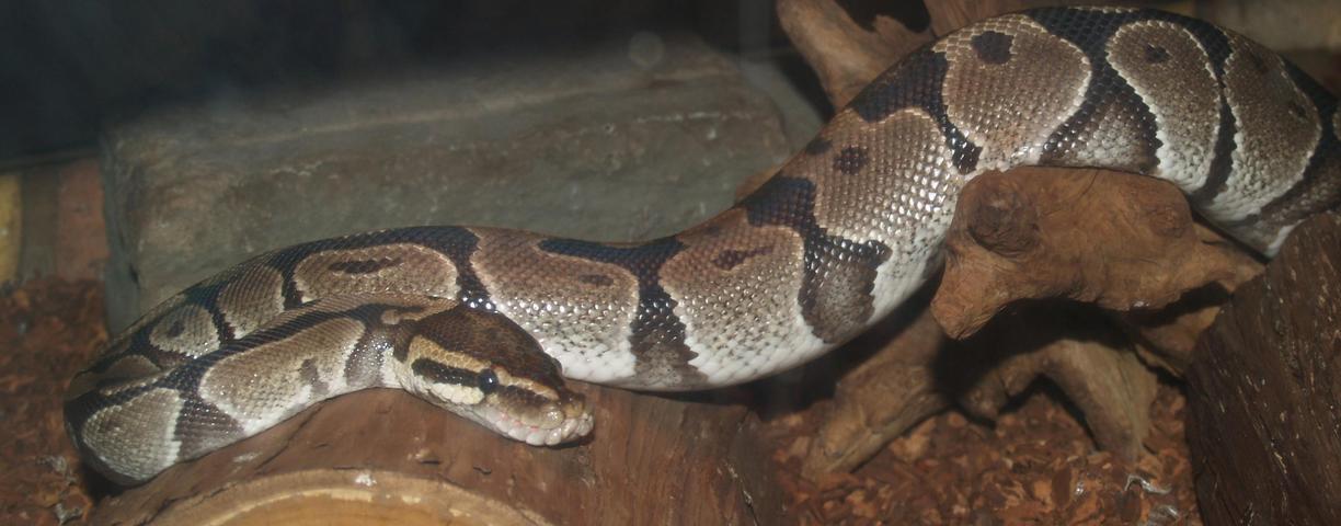 Fotógrafo: `James Dowling-Healey`__  Creative Commons BY-NC-SA http://animaldiversity.ummz.umich.edu/site/resources/james_dowlinghealey/ballpython1.jpg/view.html